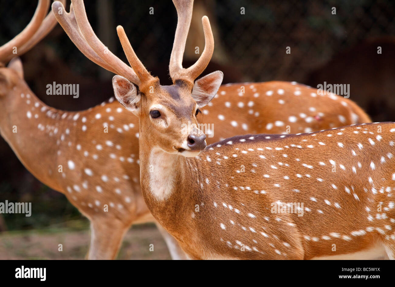 Axis deer Cervus axis Stock Photo Alamy