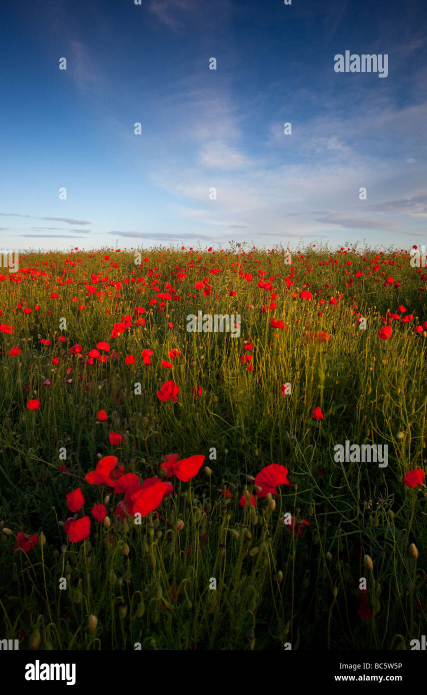 The last of the evening sun on a Dorset poppy field Stock Photo