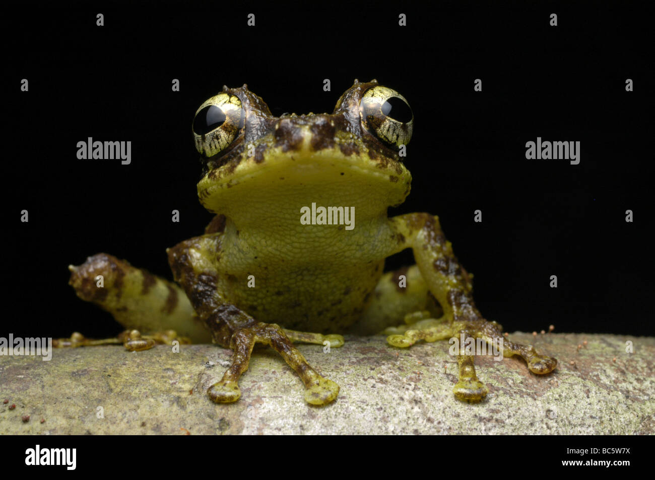 Everett’s Flying Frog, Rhacophorus everetti, sitting on a branch Stock Photo