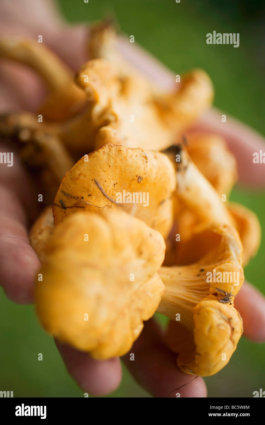 Hands holding fresh chanterelles Stock Photo Alamy