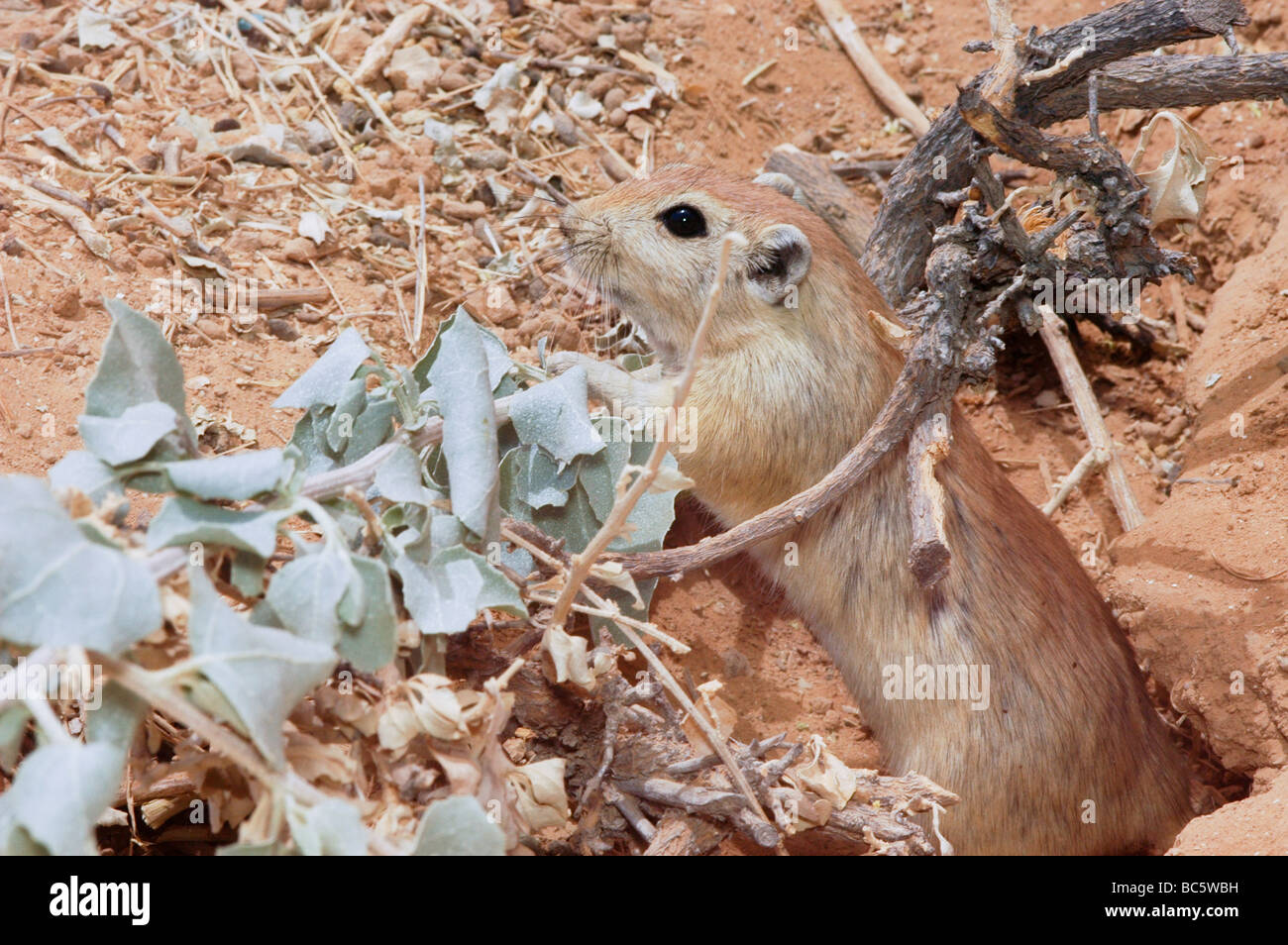 Golden Spiny Mouse Acomys russatus Israel Stock Photo