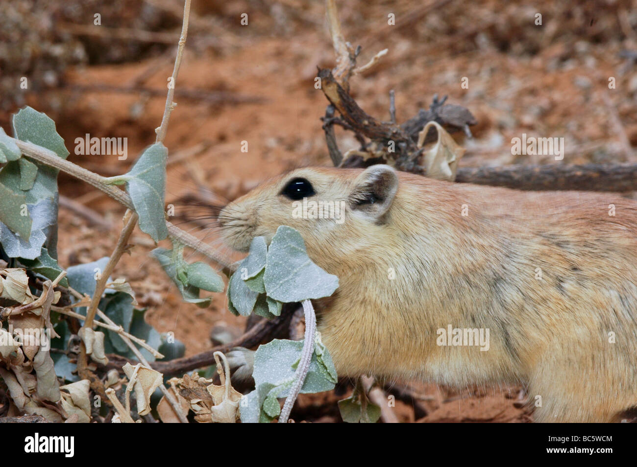 Golden Spiny Mouse Acomys russatus Israel Stock Photo