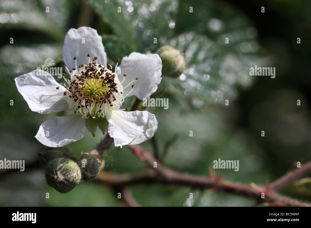 Blackberry flowers hires stock photography and images Alamy