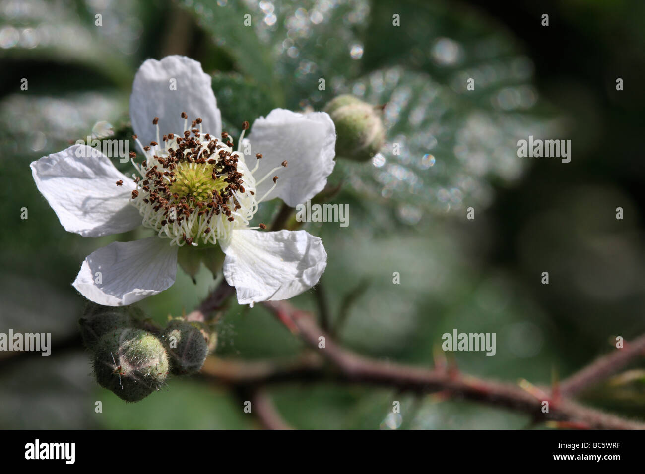 Promise of Autumn Fruit - Blackberry flowers Stock Photo