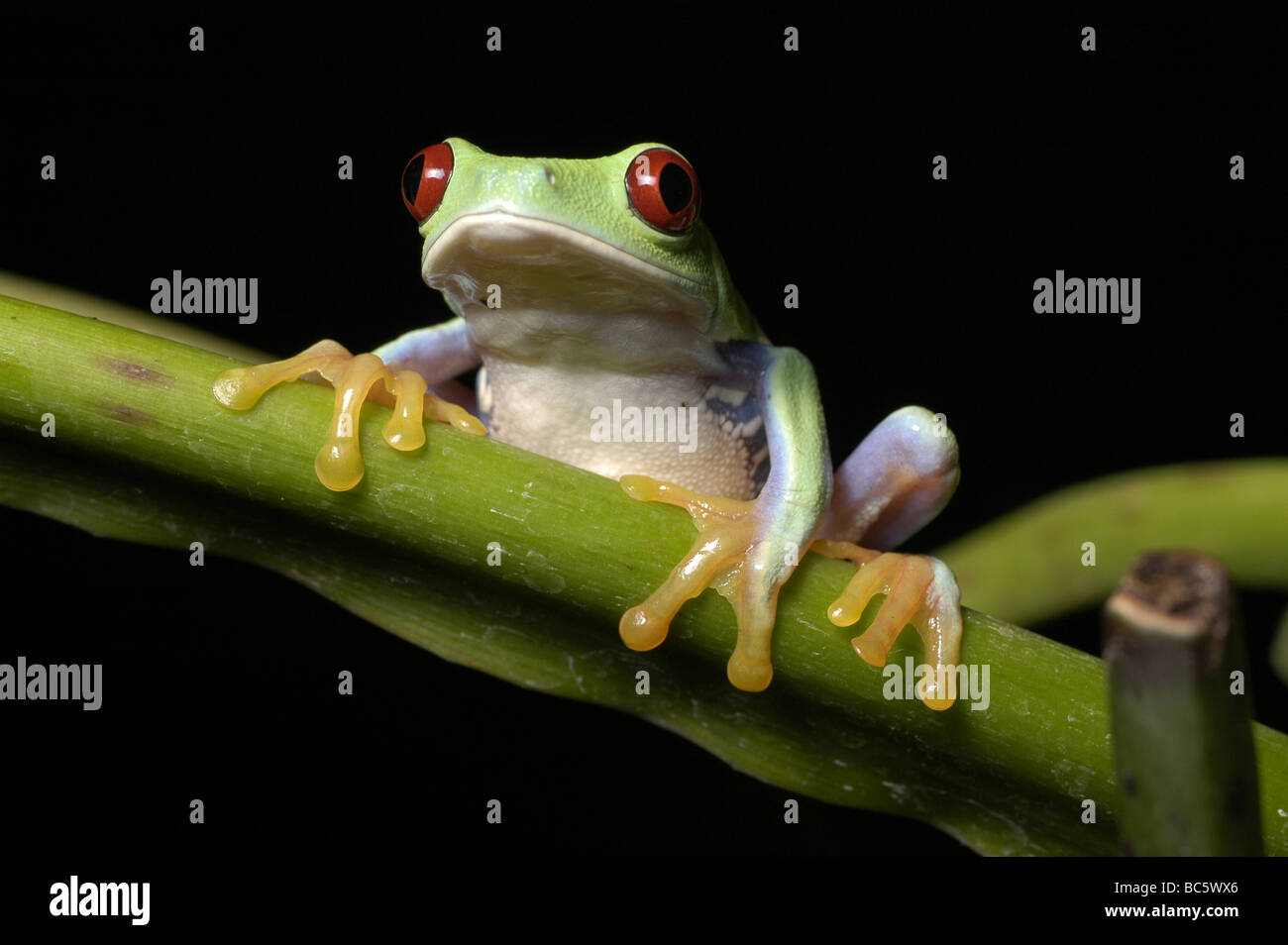 Young Red Eyed Tree Frog, Agalychnis callidry, climbing on a branch. Also known as Red Eyed Leaf Frog. Stock Photo