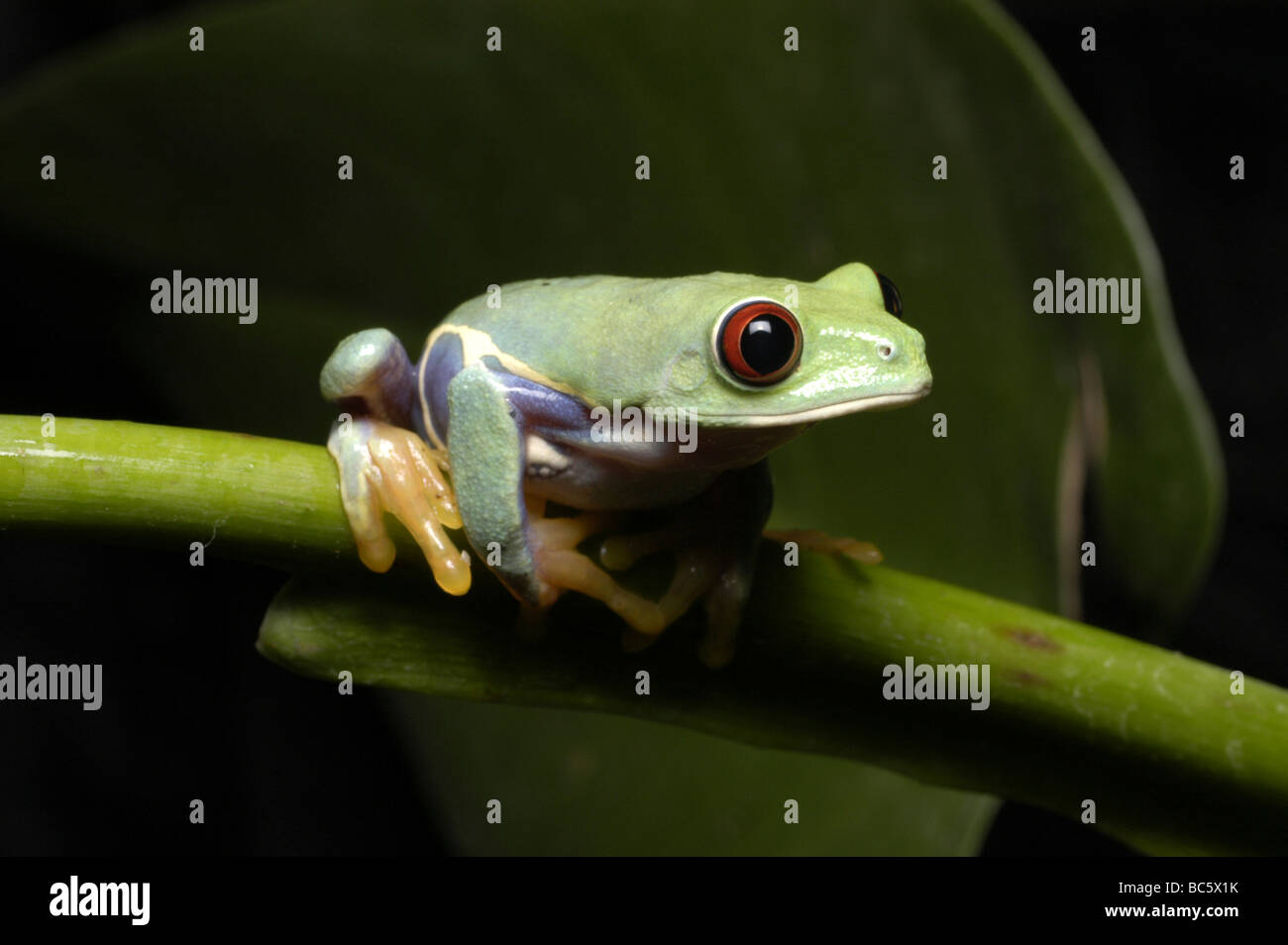 Young Red Eyed Tree Frog, Agalychnis callidrya. Also known as Red Eyed Leaf Frog. Stock Photo