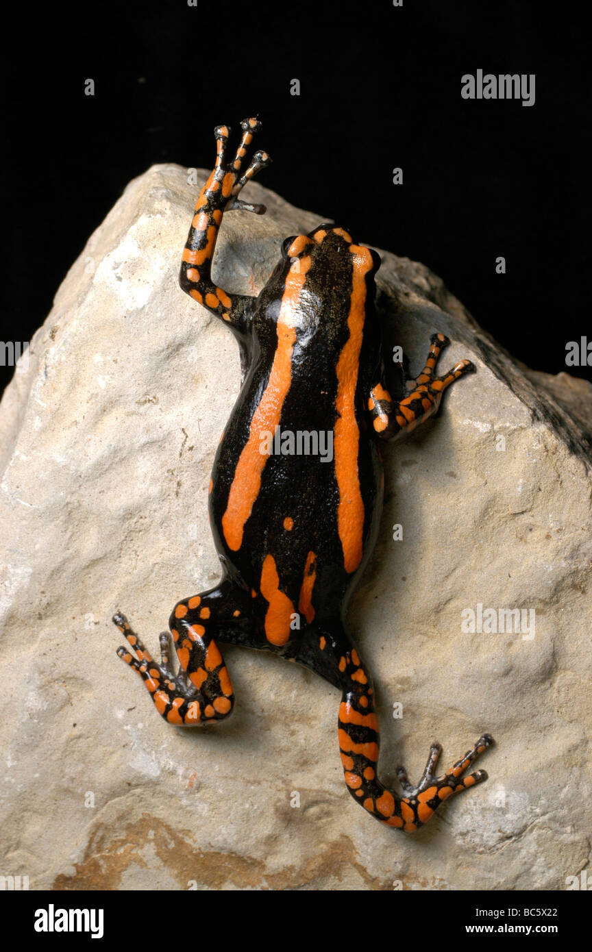 Red Banded Rubber Frog, Phrynomantis bifasciatus, climbing a rock.  Also known as Two-striped Frog. Stock Photo