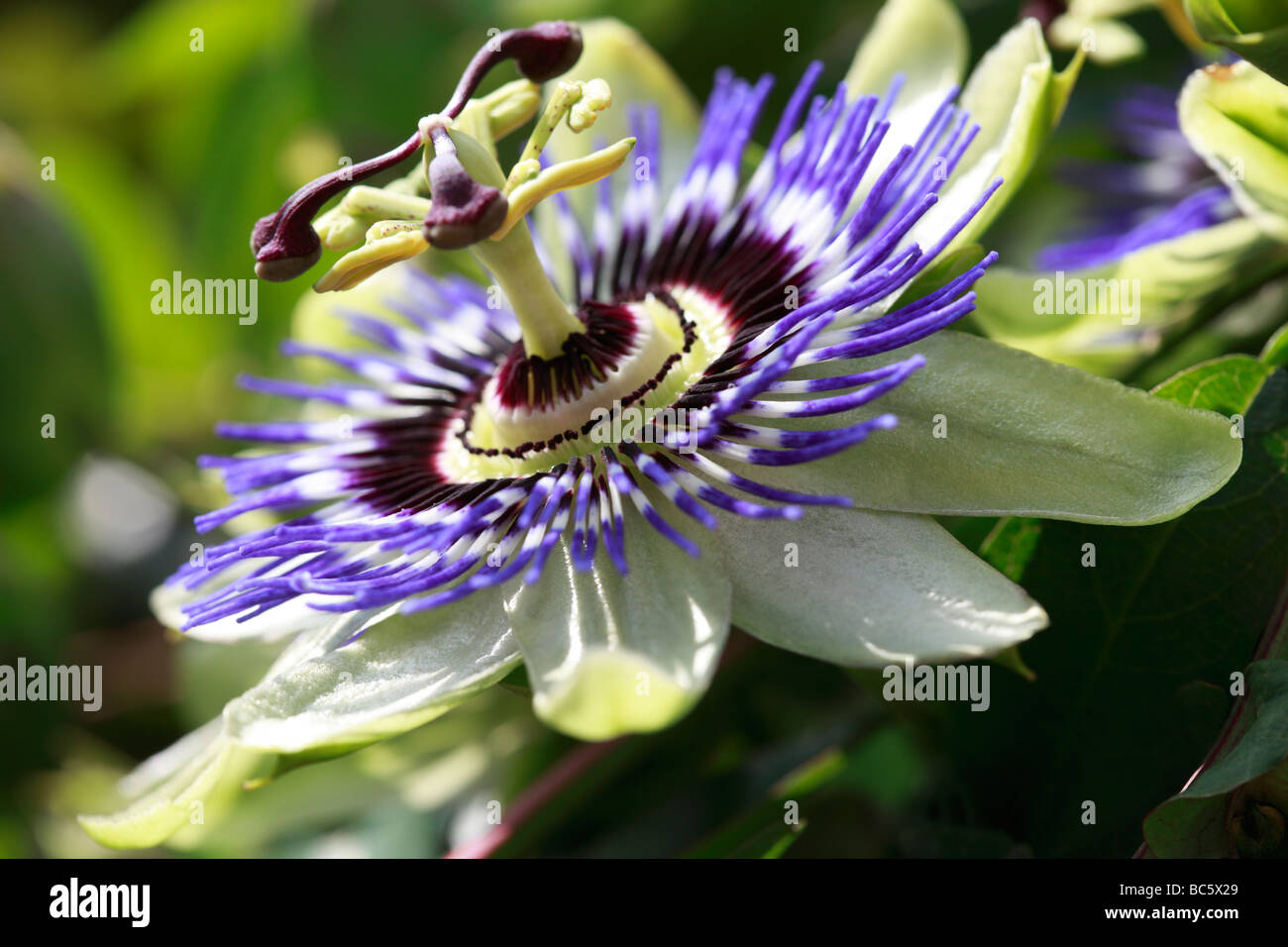 Passion Flower - Passiflora caerulea Stock Photo