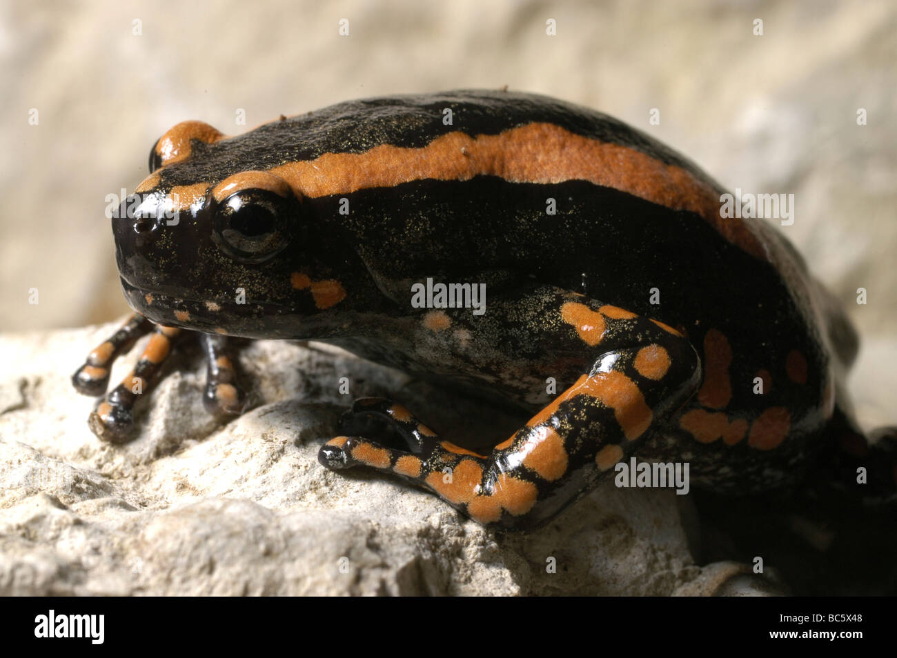 Red Banded Rubber Frog, Phrynomantis bifasciatus. Also known as Two-striped Frog. Stock Photo