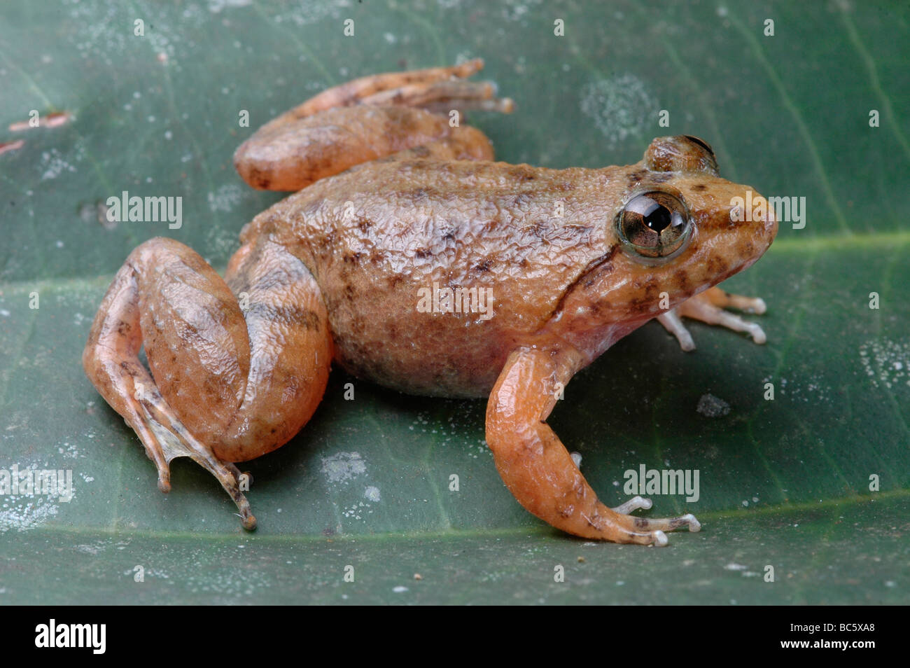 Kuhl's Creek Frog, Limnonectes kuhlii Stock Photo
