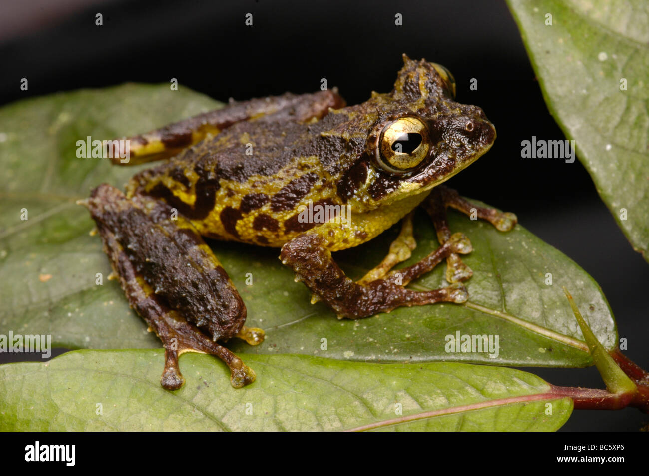 Everett’s Flying Frog, Rhacophorus everetti. Also known as the  Mossy Tree Frog Stock Photo