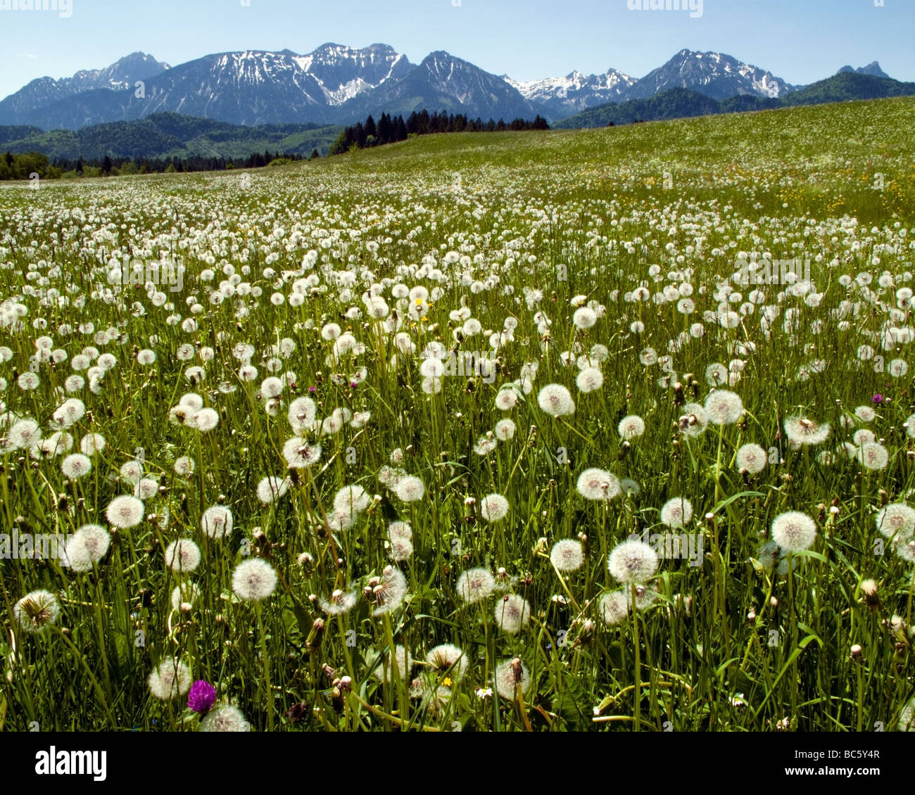 Allgau landscape hi-res stock photography and images - Alamy