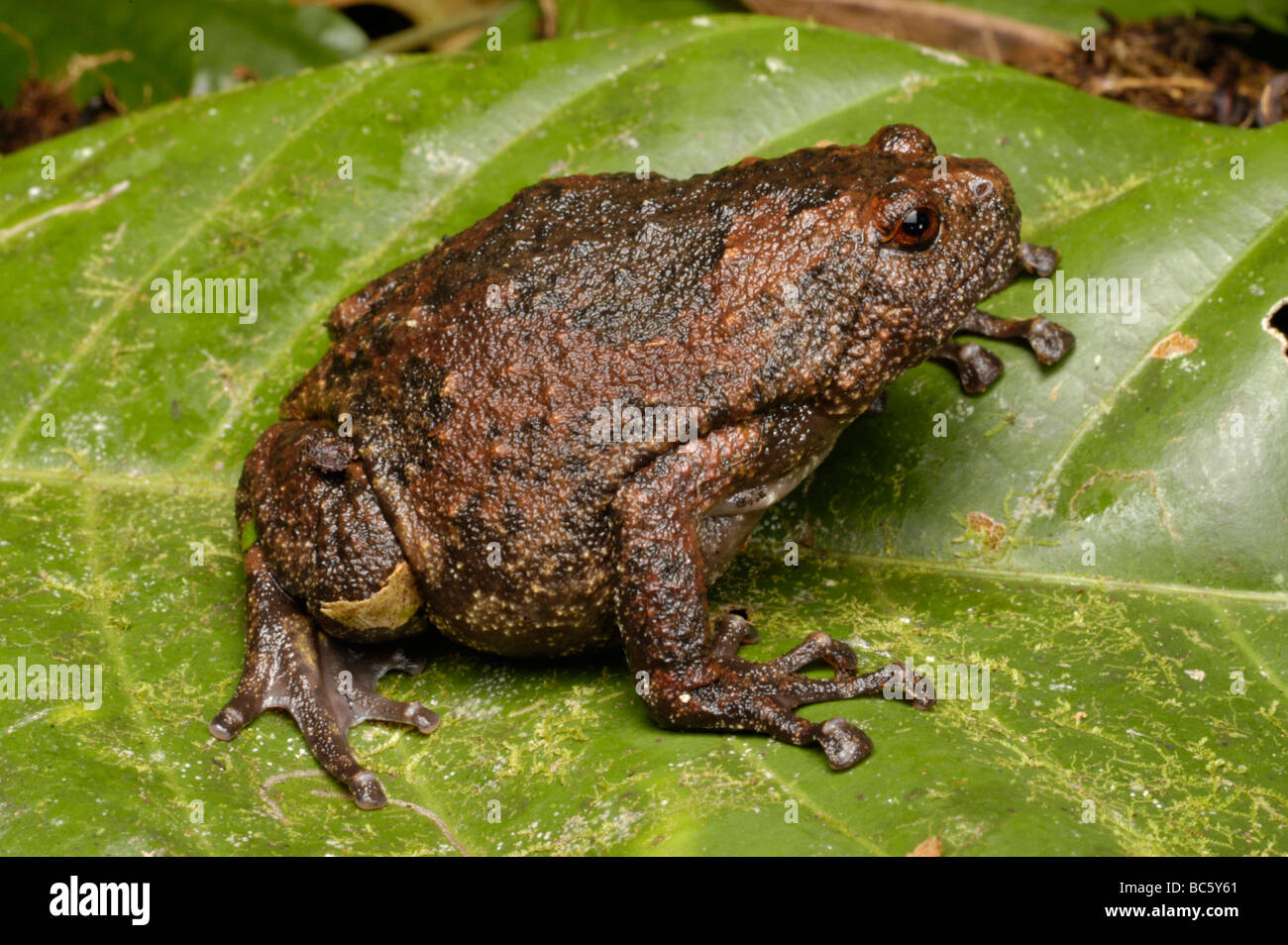 Brown bull frog hi-res stock photography and images - Alamy