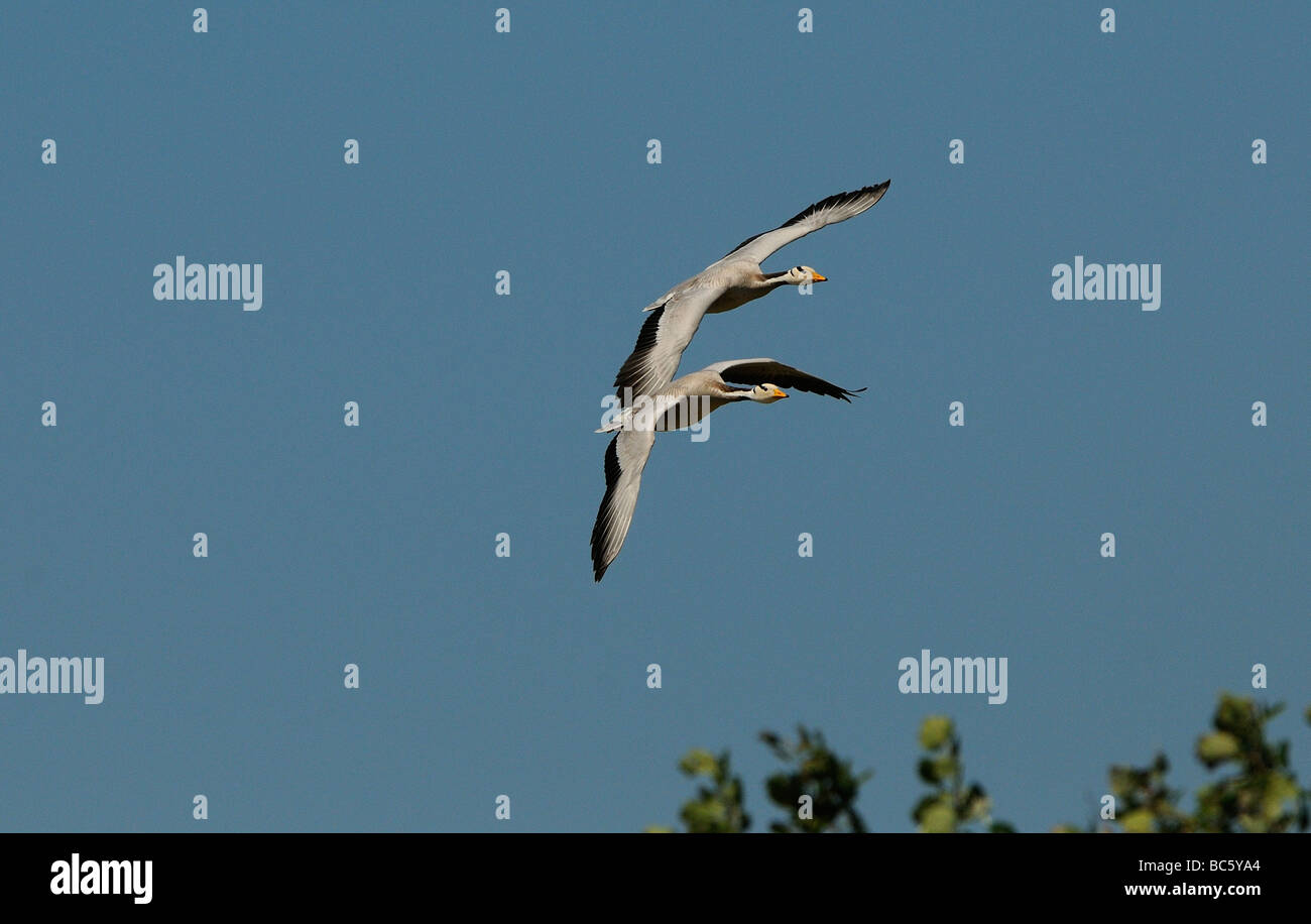 Bar headed Goose Anser indicus pair in flight escaped captive geese established in wild Dorset UK Stock Photo