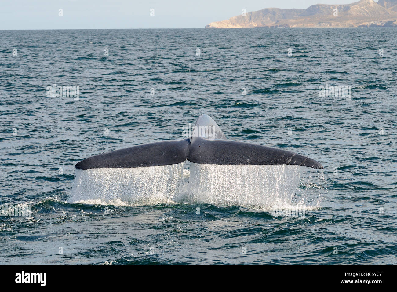 Blue whale hi-res stock photography and images - Alamy