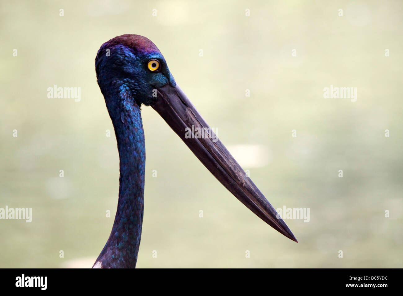 Black-necked Stork, Ephippiorhynchus Asiaticus, female Stock Photo