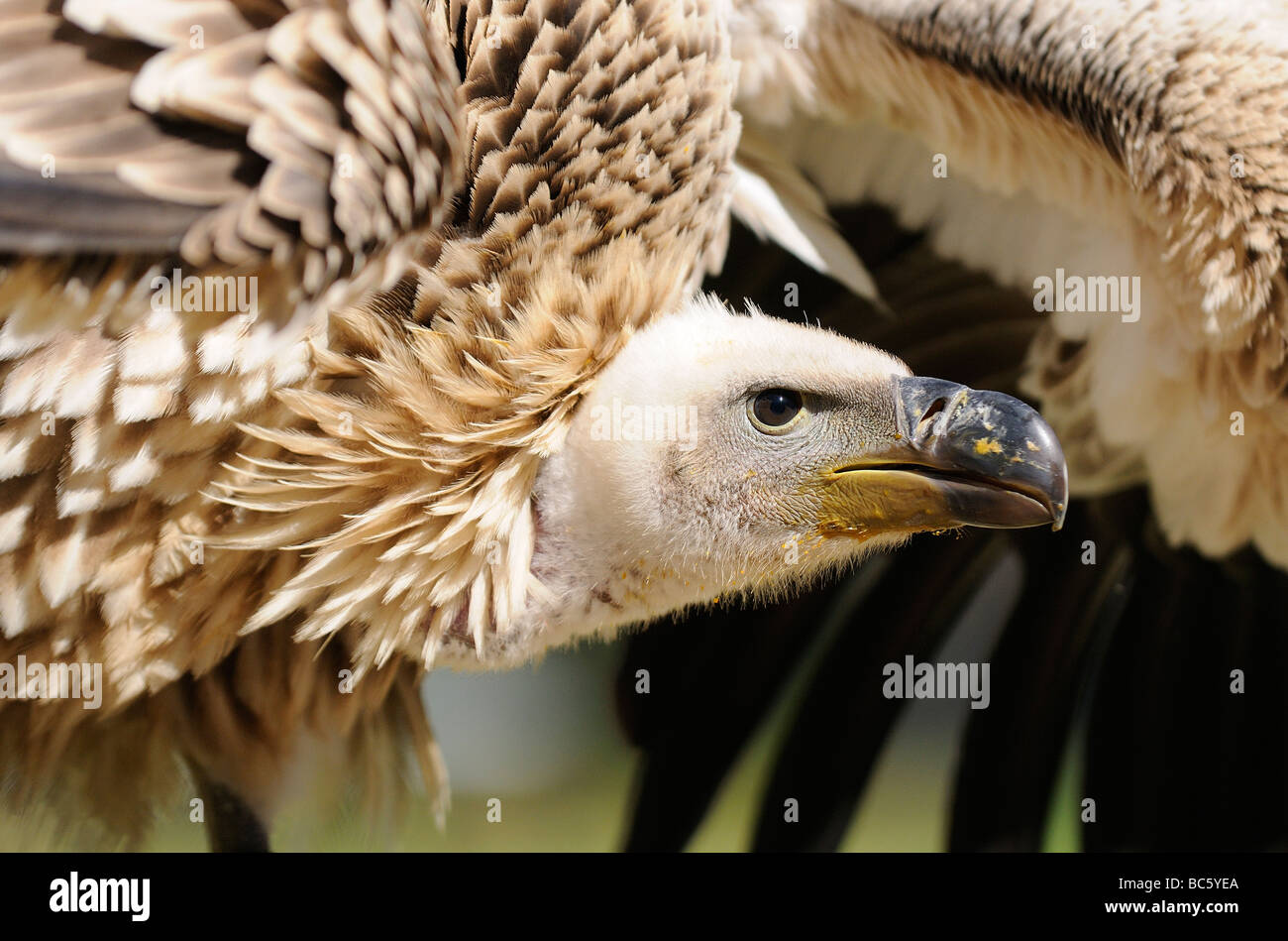 Cape Vulture Gyps coprotheres captive South Africa Stock Photo - Alamy