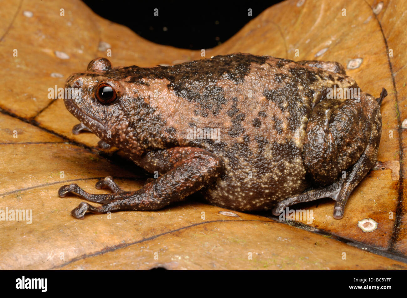 Brown Bullfrog, Kaloula baleata, Also known as the Flower Pot Toad Stock Photo