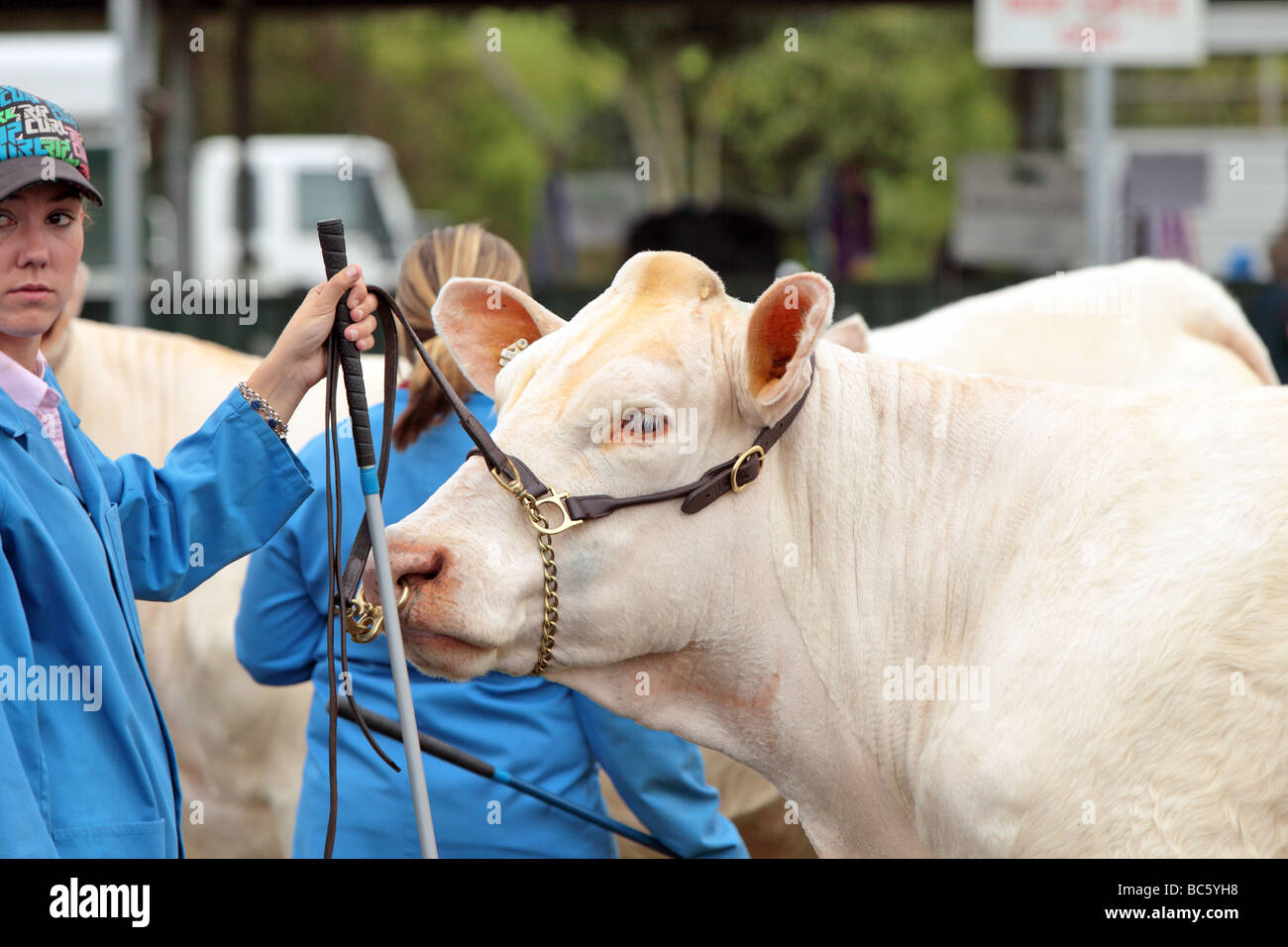 Cattle judge hires stock photography and images Alamy