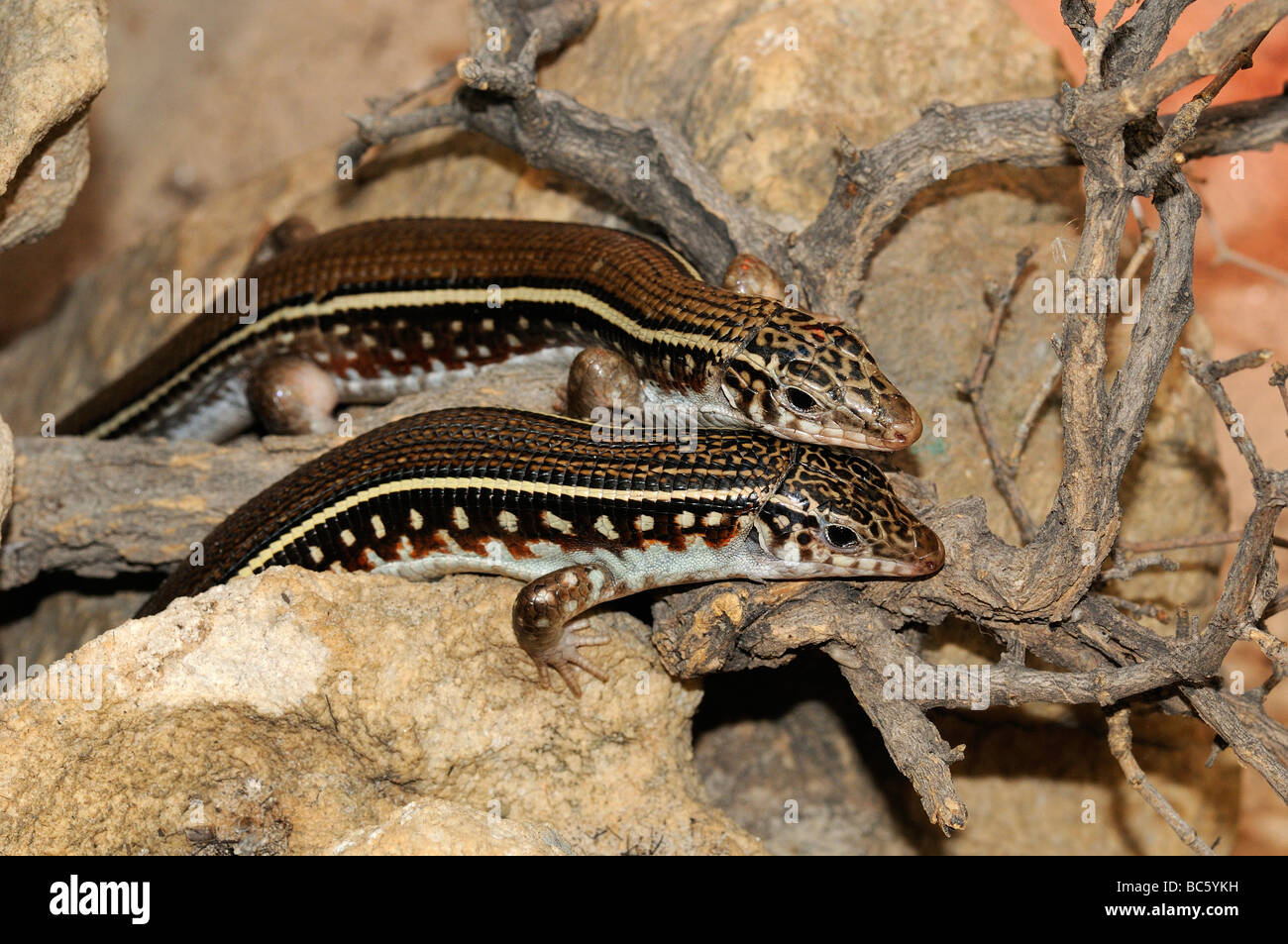 Zonosaurus quadrilineatus hi-res stock photography and