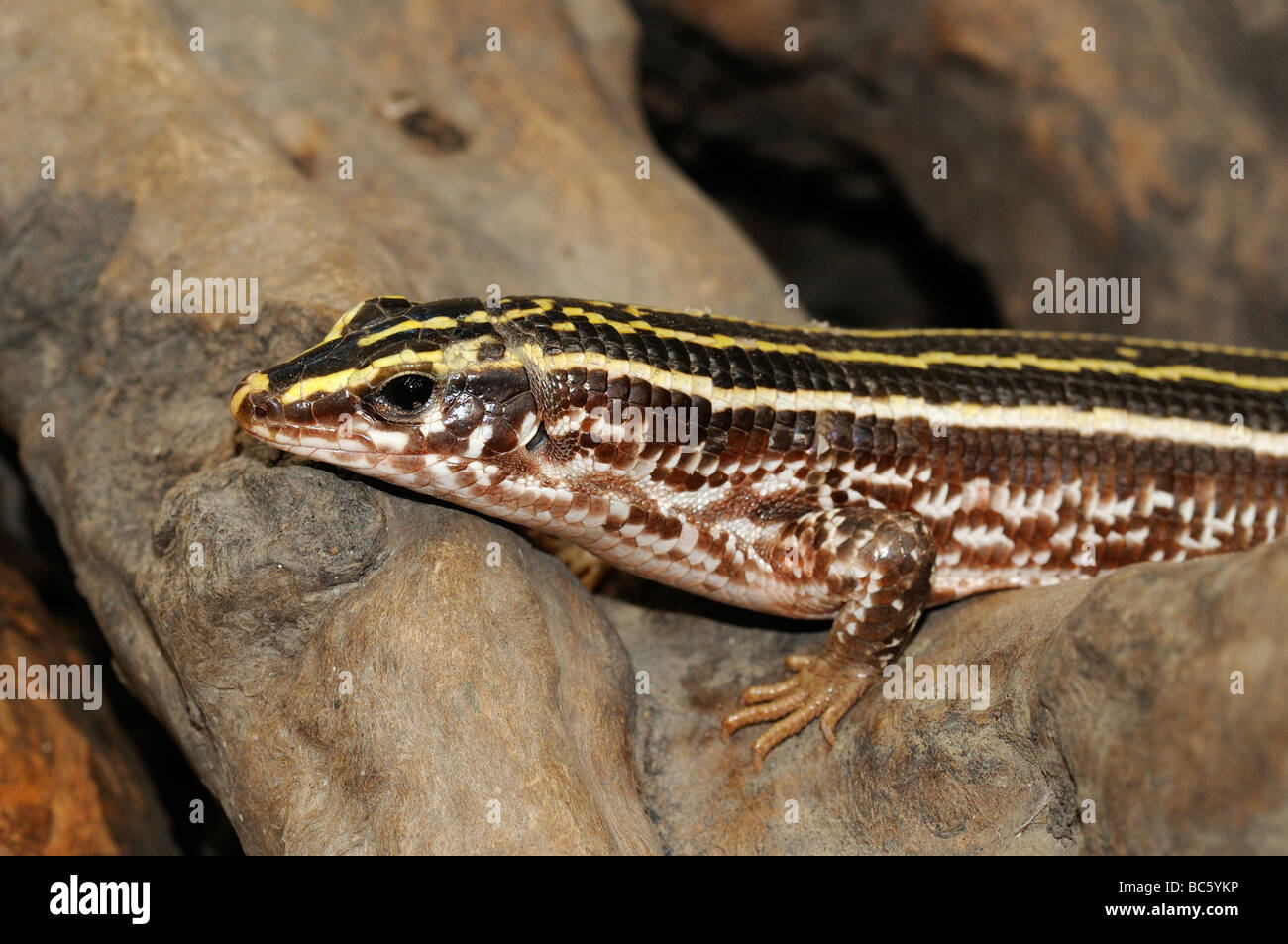 Four striped Plated Lizard Zonosaurus quadrilineatus close up captive native to Madagascar Stock Photo