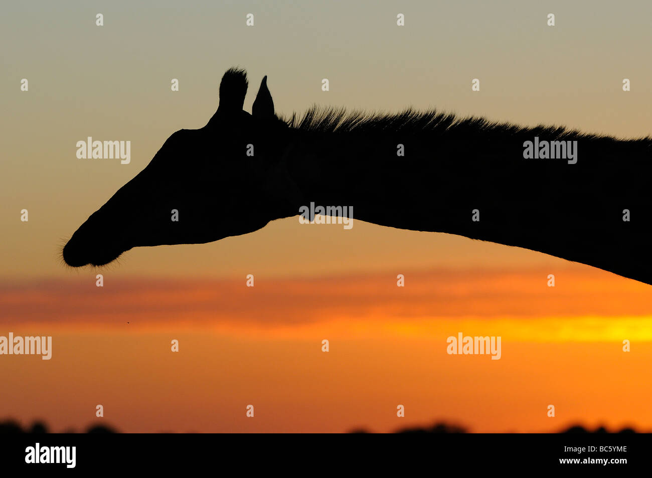 Giraffe Giraffa camelopardalis silhouette of head and neck at sunrise Eastern Cape South Africa Stock Photo