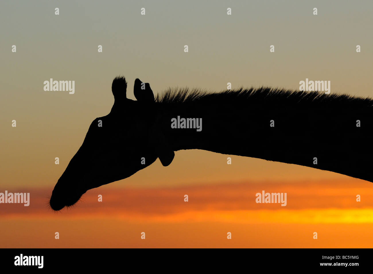 Giraffe Giraffa camelopardalis silhouette of head and neck against sunrise Eastern Cape South Africa Stock Photo