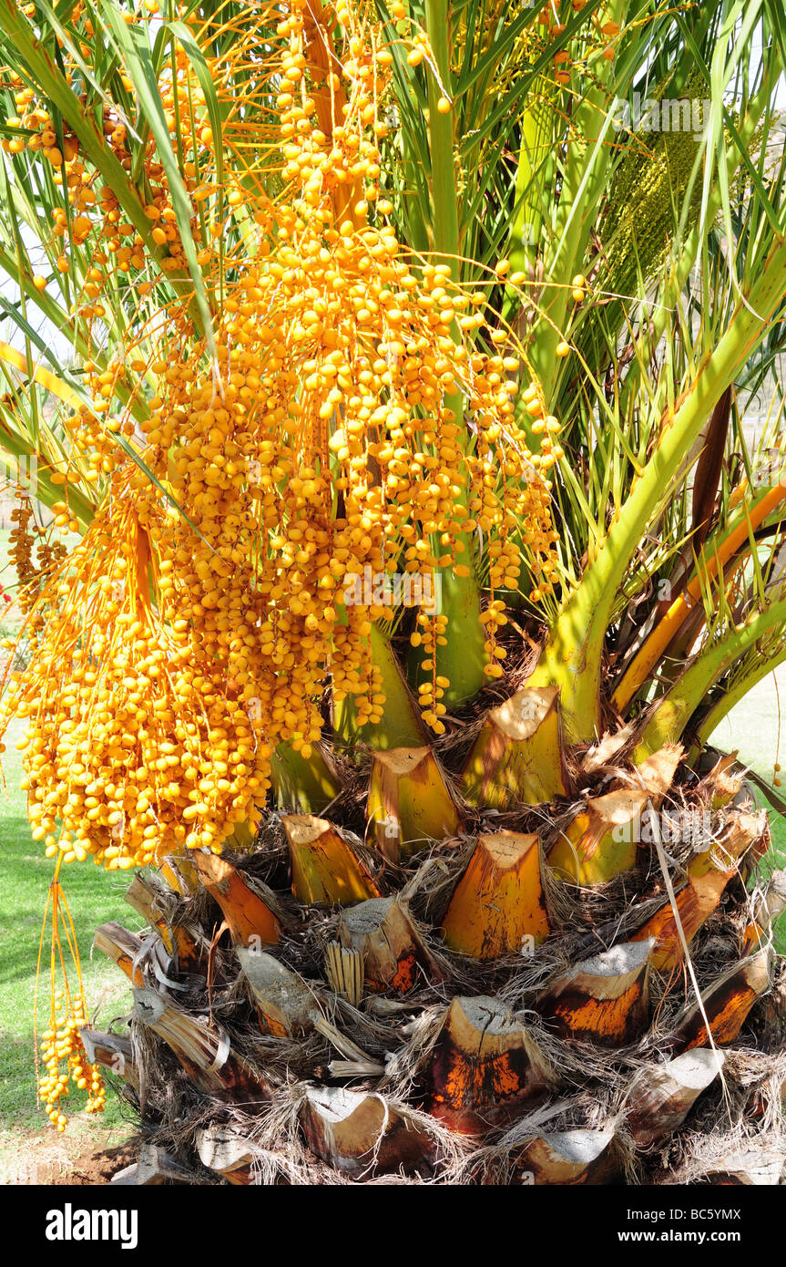 Fruit of the Pindo Palm Arecaceae Butia capitata Brasilie US Botanical Garden Stellenbosch  South Africa Stock Photo