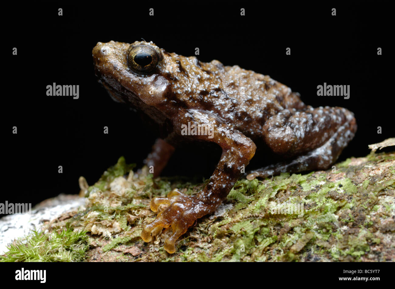Tree Hole Frog, Metaphrynella sundana, sitting on moss. Also known as the Borneo Treefrog Stock Photo