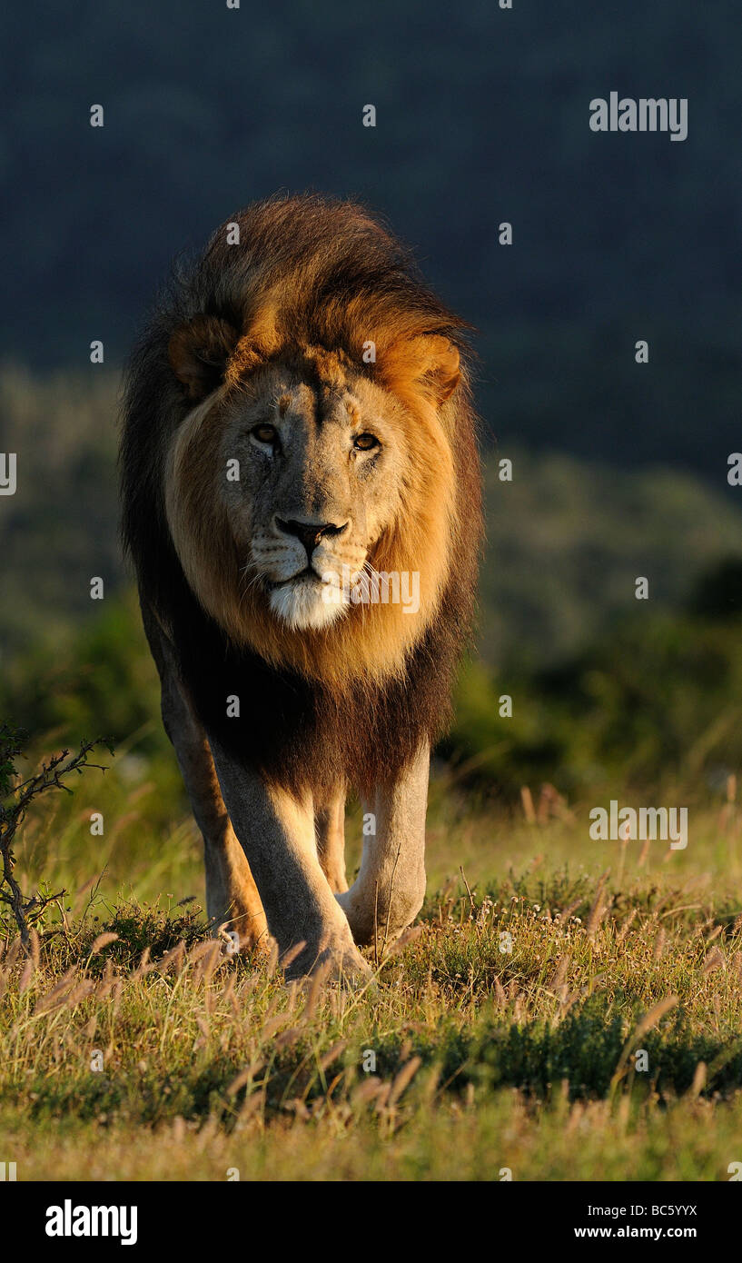 Male south african lion hi-res stock photography and images - Alamy