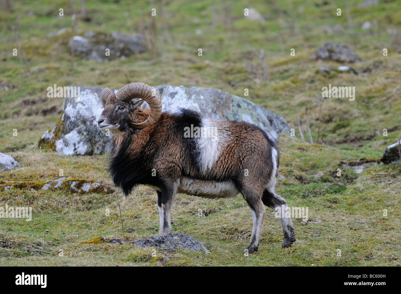 Mouflon Ovis aries Highland Wildlife Park Kingussie Scotland Stock Photo