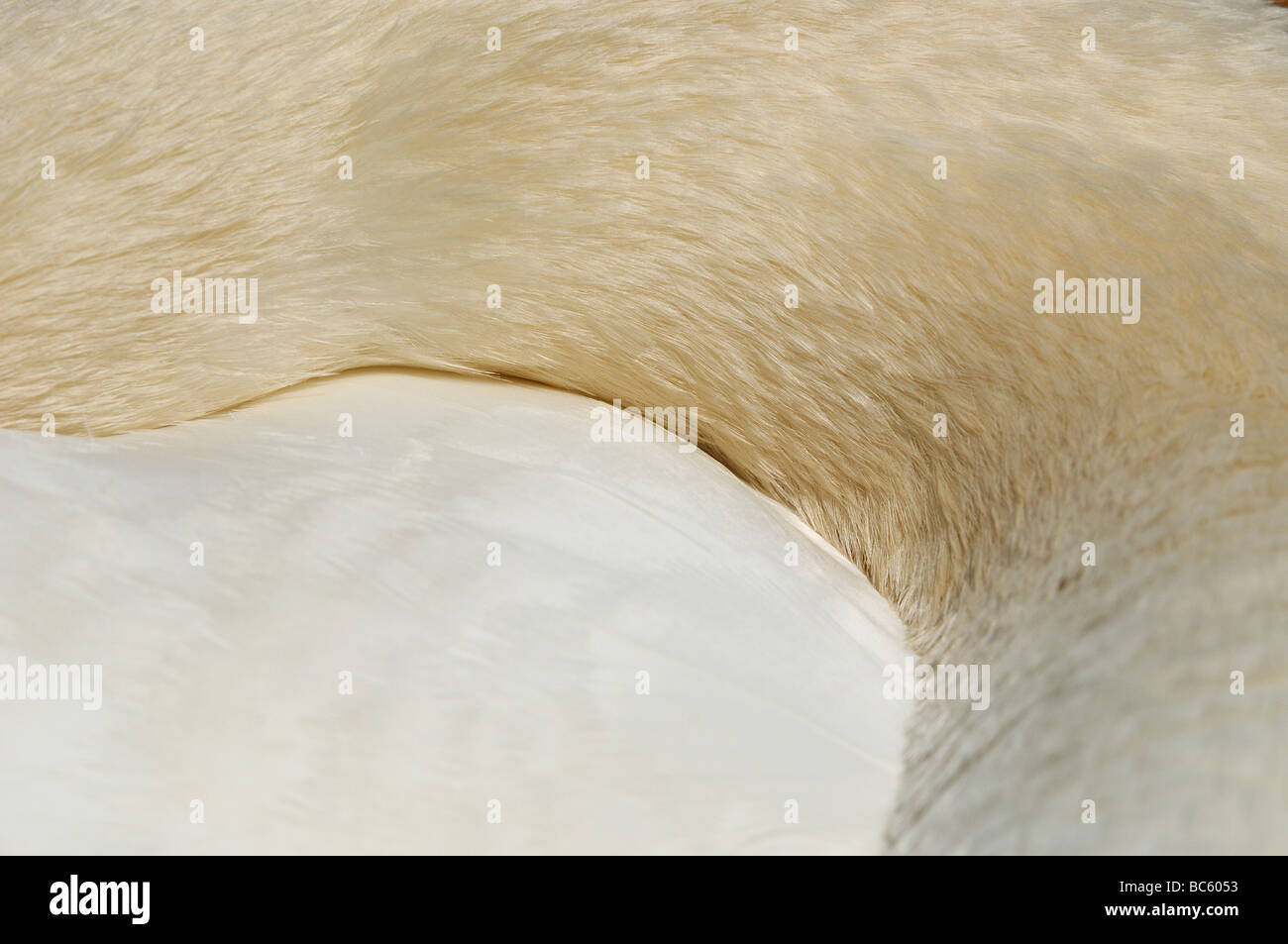 Mute Swan Cygnus olor close up of feather pattern on neck Abbotsbury UK Stock Photo