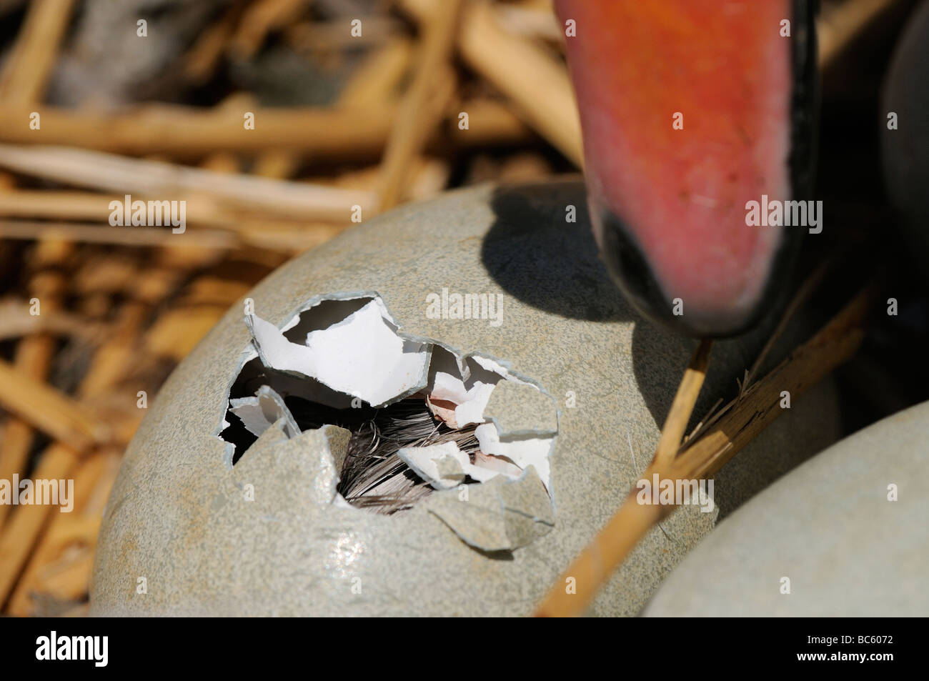 Mute Swan Cygnus olor egg about to hatch Abbotsbury UK Stock Photo Alamy