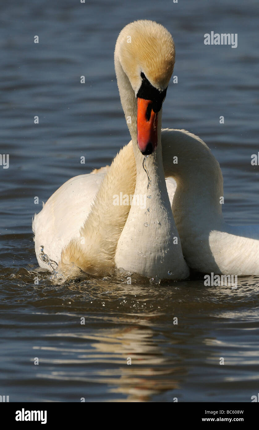 Mute Swan Cygnus olor two adults necks entwined courtship behaviour Abbotsbury UK Stock Photo