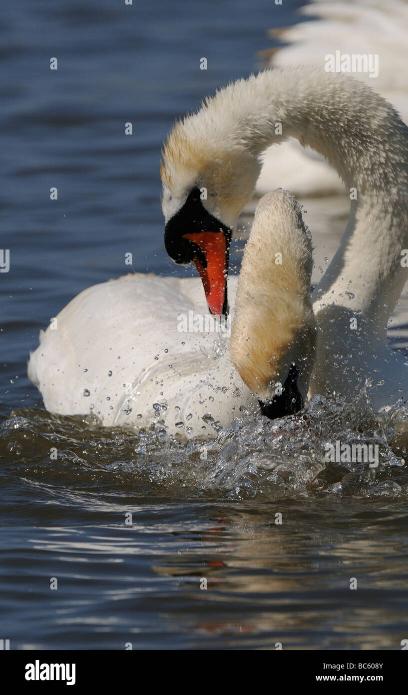 Mute Swan Cygnus olor two adults necks entwined courtship behaviour Abbotsbury UK Stock Photo