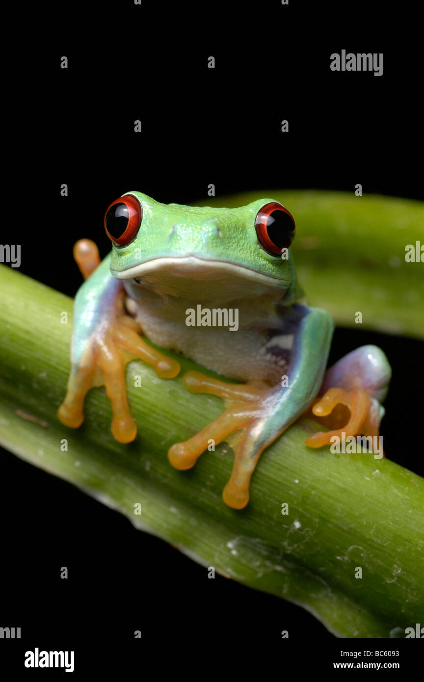 Young Red Eyed Tree Frog, Agalychnis callidrya. Also known as Red Eyed Leaf Frog. Stock Photo
