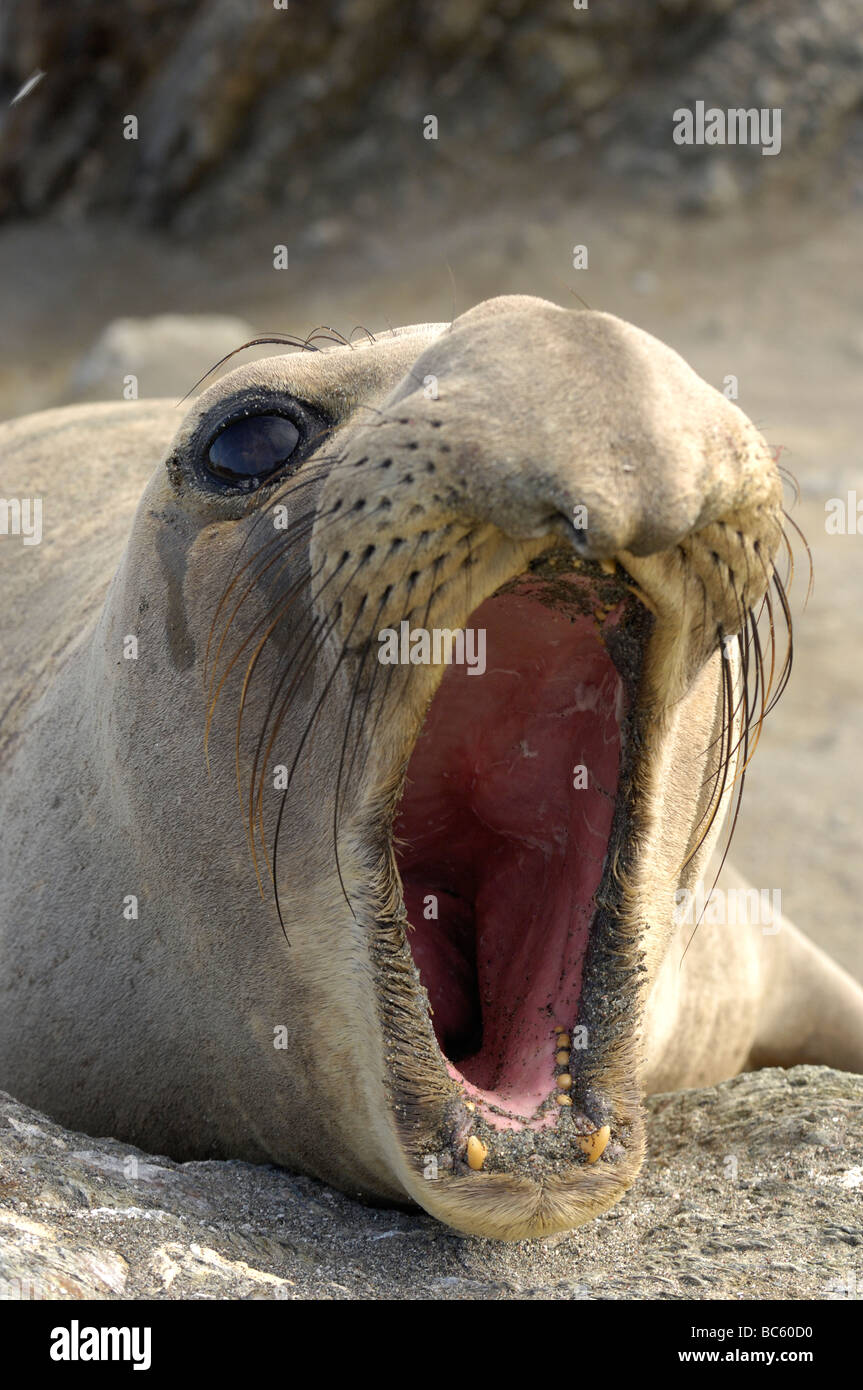 Northern Elephant Seal Mirounga angustirostris close up of female calling mouth wide open San Benitos Island Baja Mexico Stock Photo