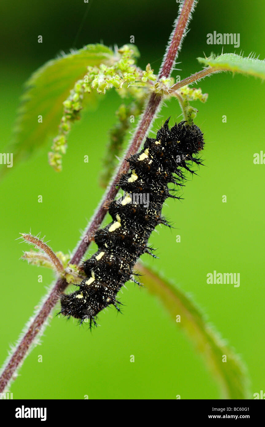 Red Admiral Vanessa atalanta larva or caterpillar on stinging nettle plant Oxfordshire UK Stock Photo