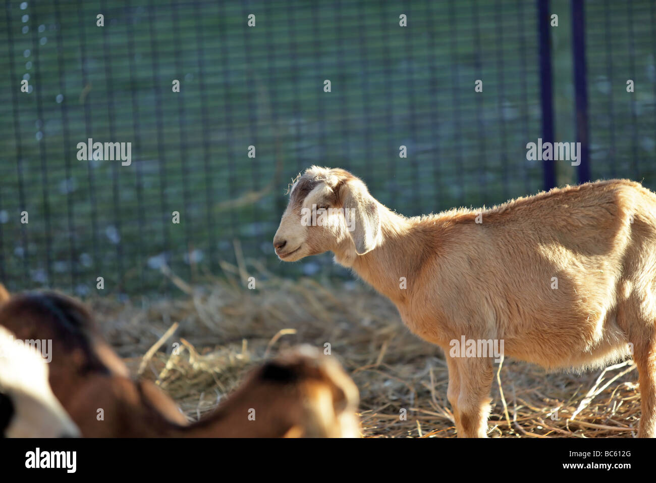 Young Goats in an enclosure at a childrens petting zoon Stock Photo