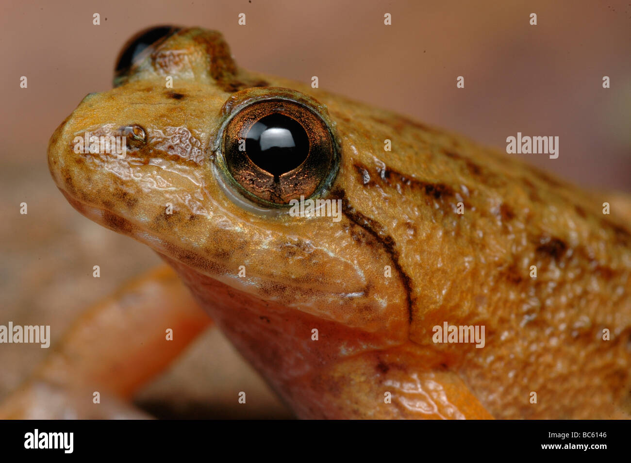 Close up of head of Kuhl's Creek Frog, Limnonectes kuhlii Stock Photo