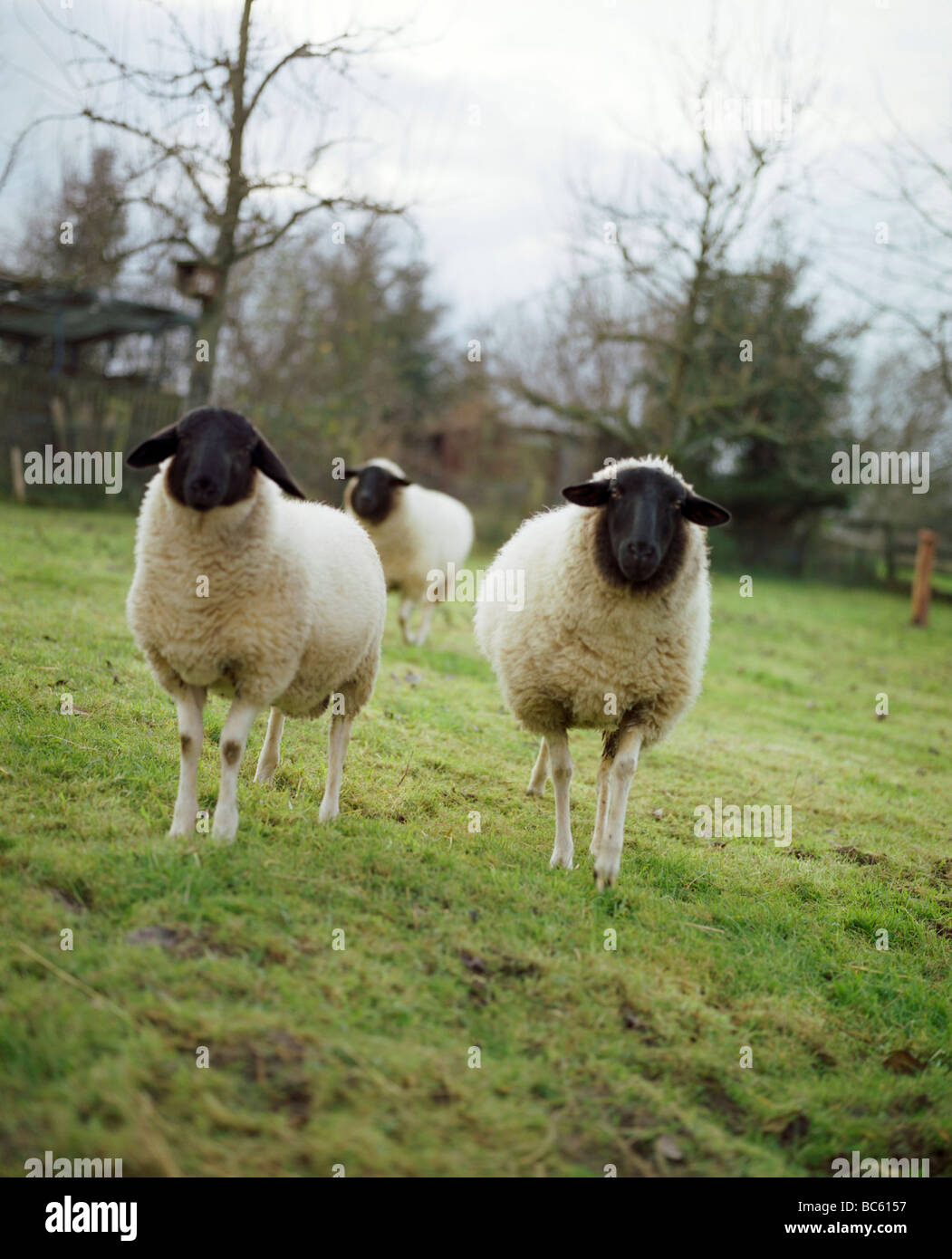 three-sheep-standing-in-field-stock-photo-alamy