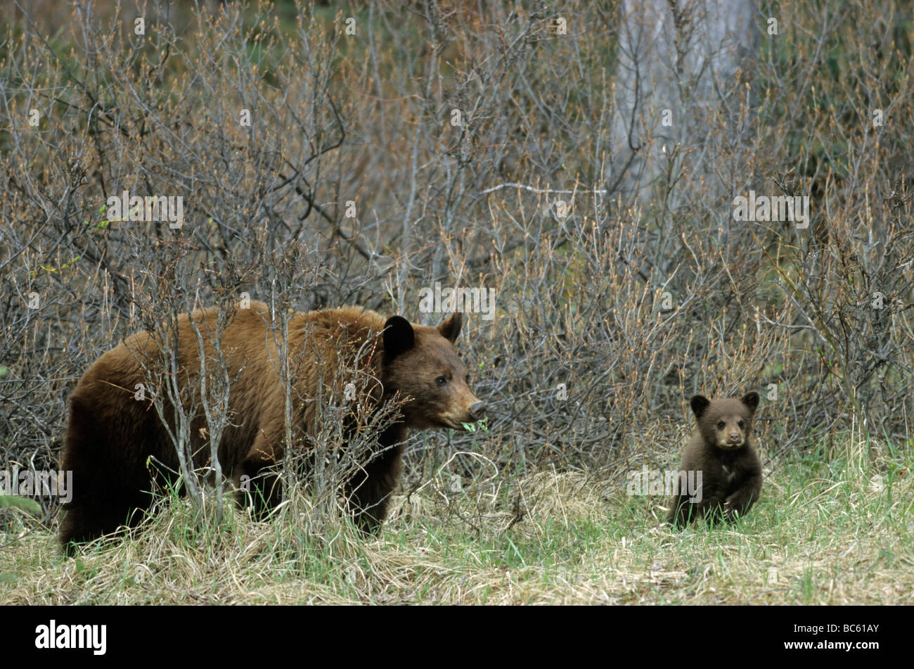 Black bear cub picture hi-res stock photography and images - Alamy