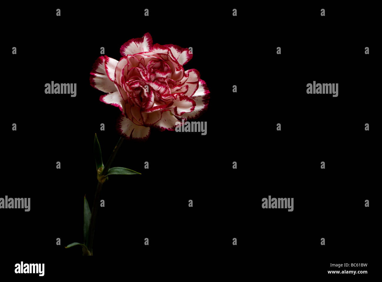 Single Red and White Carnation Stock Photo Alamy