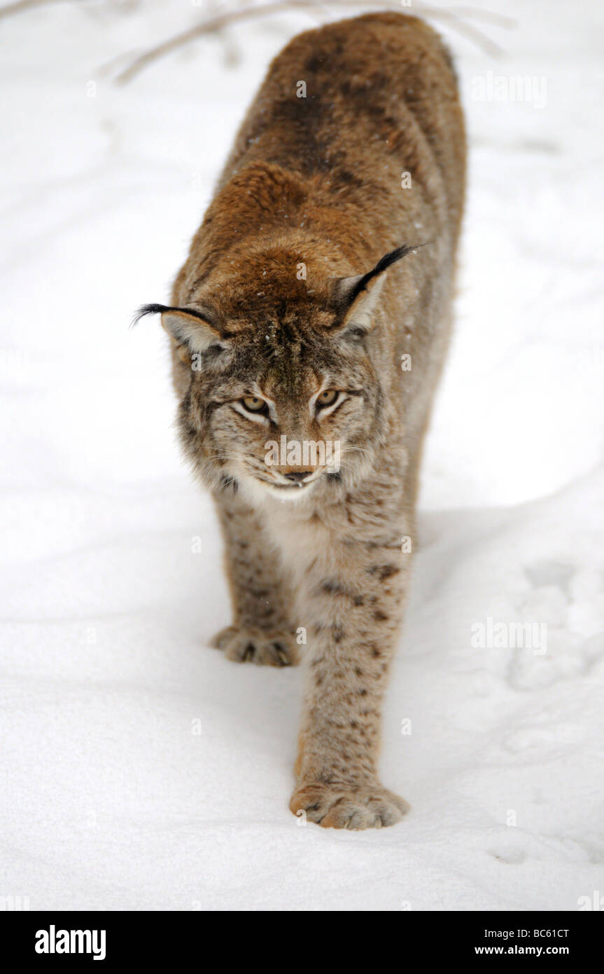 Close-up of lynx walking in snow, Bavarian Forest National Park, Bavaria, Germany Stock Photo