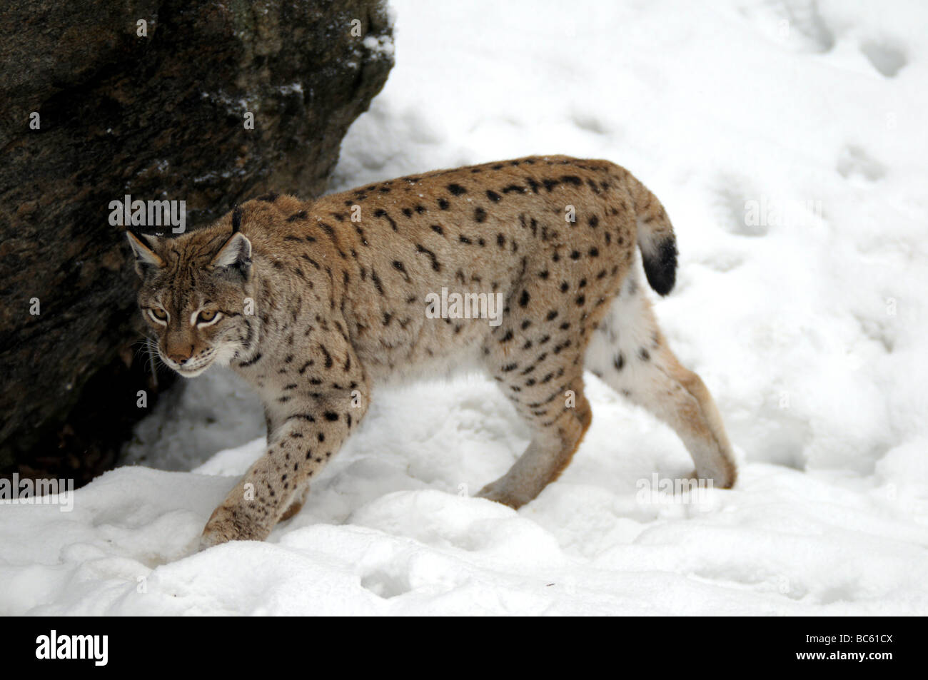 Lynx walking in snow, Bavarian Forest National Park, Bavaria, Germany Stock Photo
