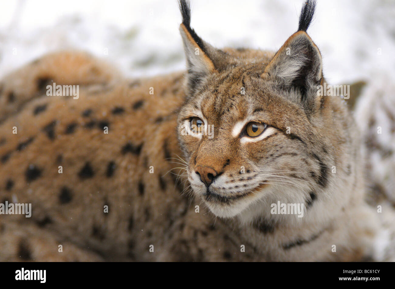 Close-up of lynx in forest, Bavarian Forest National Park, Bavaria, Germany Stock Photo