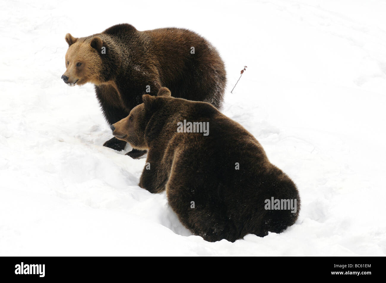 Two Brown bears (Ursus arctos) on polar landscape, Bavarian Forest National Park, Bavaria, Germany Stock Photo