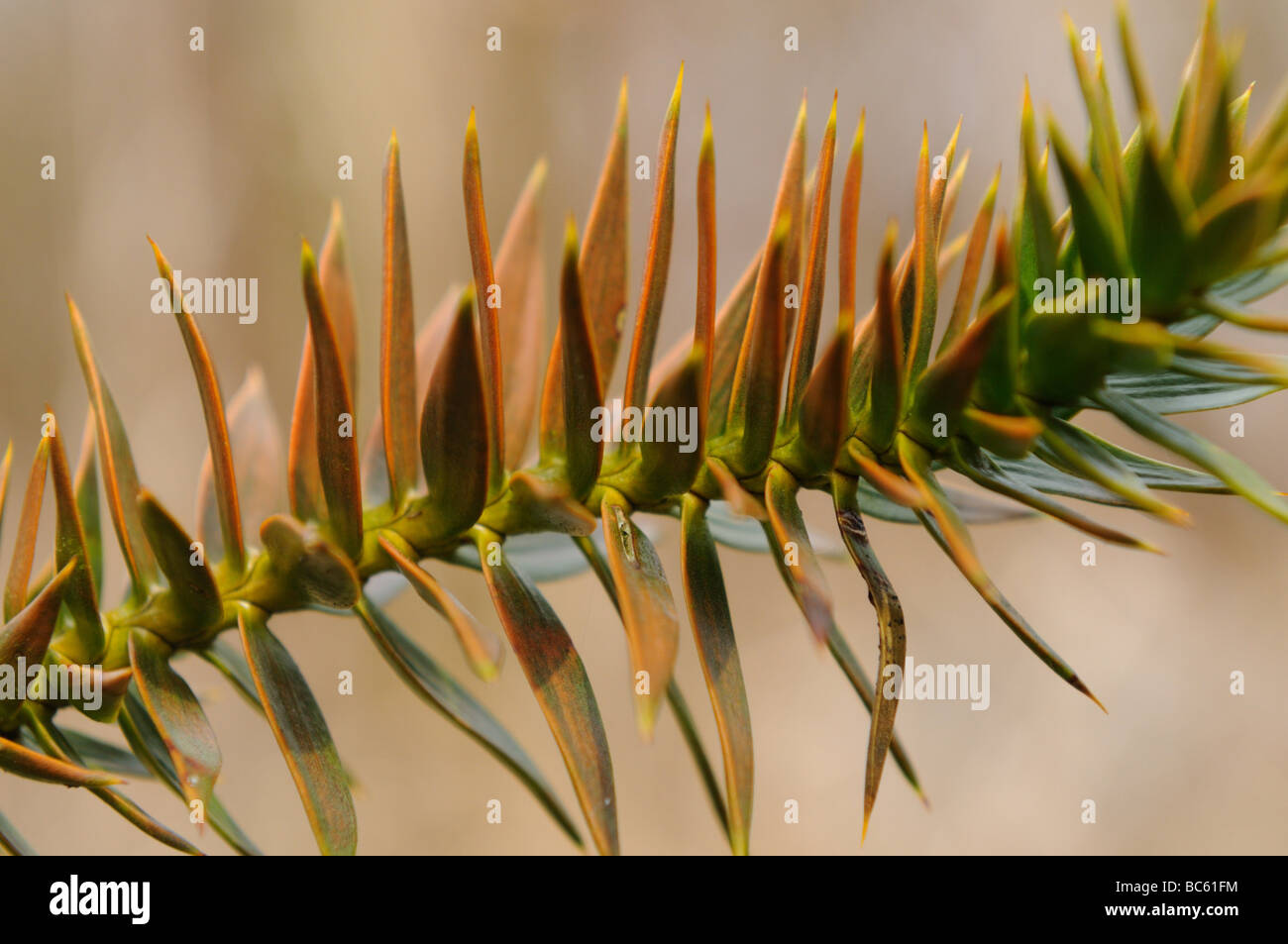 Close-up of Arokaria's leaves Stock Photo