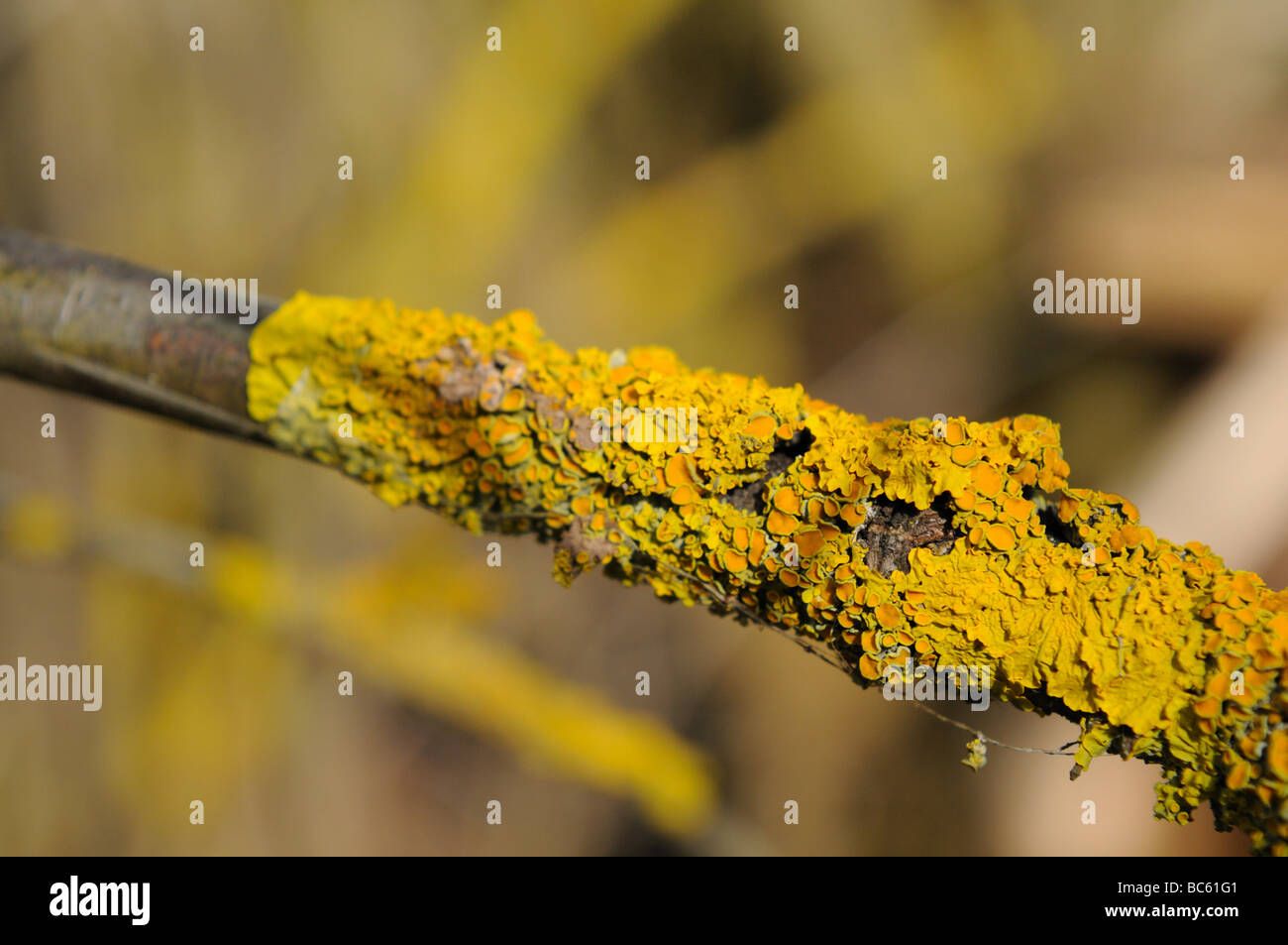 Close-up of lichen on branch, Bavaria, Germany Stock Photo