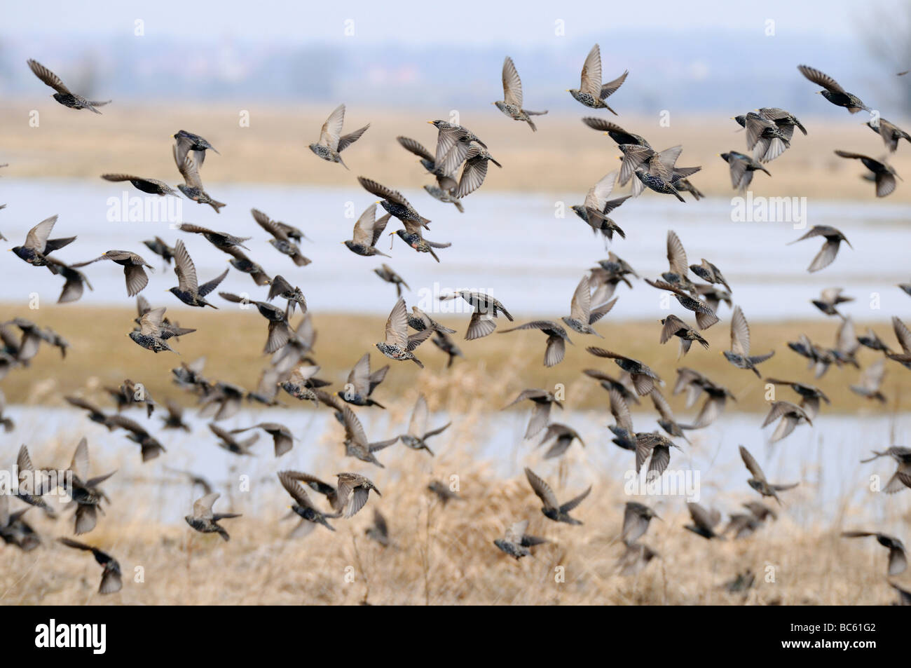 Flock of birds in flight, Bavaria, Germany Stock Photo